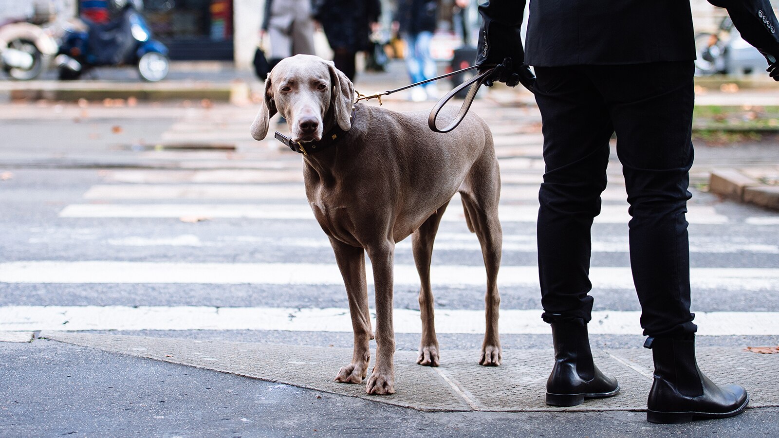 porter dog